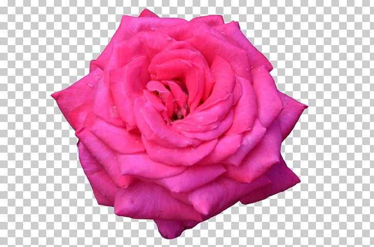 Garden Roses Cabbage Rose Flower Floribunda PNG, Clipart, Album, Author, Cut Flowers, Floribunda, Flower Free PNG Download