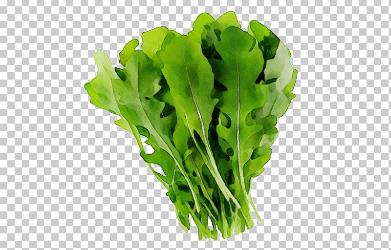 Romaine Lettuce Leaf Leaf Vegetable Lettuce Rapini PNG, Clipart, Biology, Leaf, Leaf Vegetable, Lettuce, Paint Free PNG Download