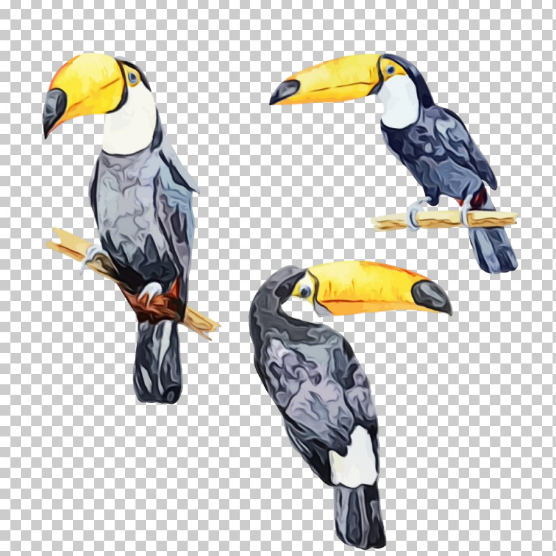 Bird Toucan Beak Hornbill Piciformes PNG, Clipart, Beak, Bird, Coraciiformes, Hornbill, Paint Free PNG Download