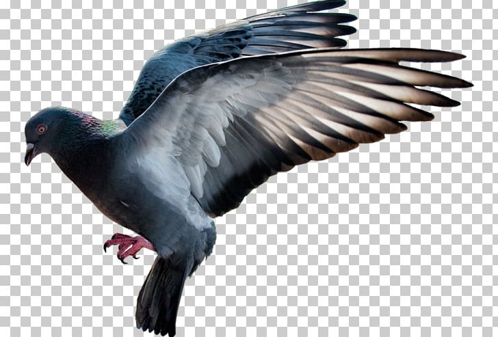 Domestic Pigeon Columbidae Flight PNG, Clipart, Animals, Beak, Bird, Birdie, Birds Free PNG Download