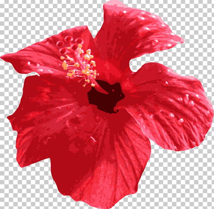 Shoeblackplant Cut Flowers Red Petal PNG, Clipart, China Rose, Chinese Hibiscus, Cut Flowers, Flower, Flowering Plant Free PNG Download