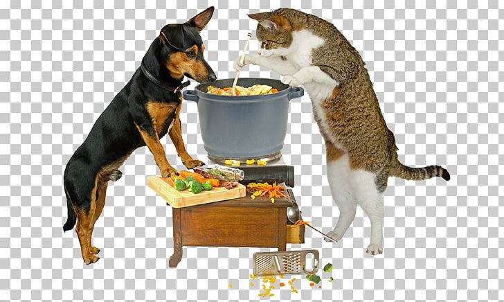 Cat Pet Raw Foodism Nutrition Health PNG, Clipart, Animals, Blue Dog, Cat, Cat Like Mammal, Diet Free PNG Download