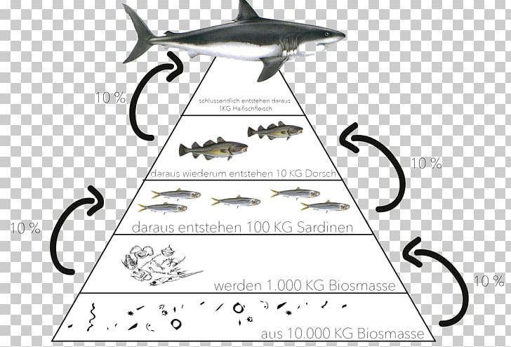 Ecological Pyramid Ecosystem Food Chain Biology PNG, Clipart, Angle, Area, Biology, Black And White, Caesar Free PNG Download