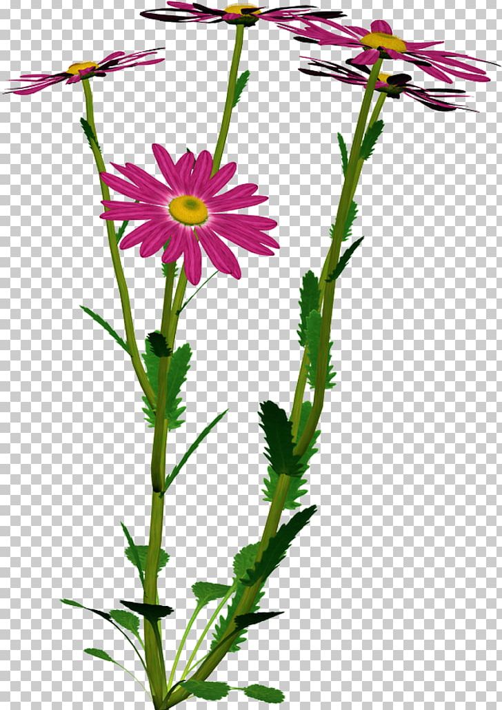 Flower PNG, Clipart, Annual Plant, Aster, Camomile, Chrysanths, Cut Flowers Free PNG Download