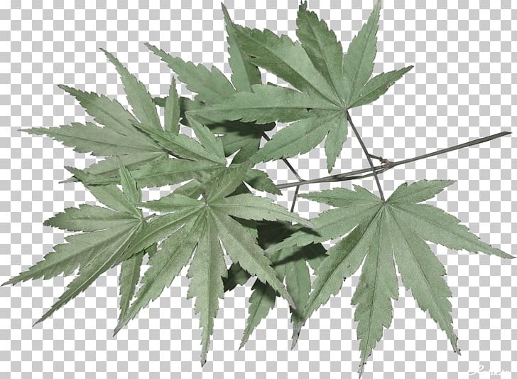 Maple Leaf PNG, Clipart, Cannabis, Download, Graphic Designer, Grey, Hemp Free PNG Download