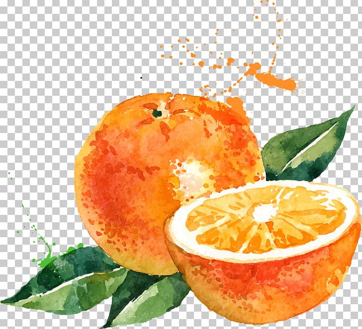 Watercolor Painting Drawing Orange Illustration PNG, Clipart, Citrus, Color, Dining, Food, Fruit Free PNG Download