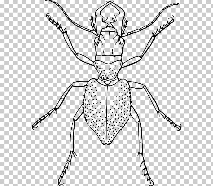 Beetle Drawing Line Art PNG, Clipart, Animals, Arm, Art, Artwork, Beetle Free PNG Download