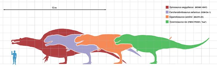 Carnivores: Dinosaur Hunter Carcharodontosaurus Spinosaurus Dinosaur Size Giganotosaurus PNG, Clipart, Angle, Area, Argentinosaurus, Art, Carcharodontosauridae Free PNG Download