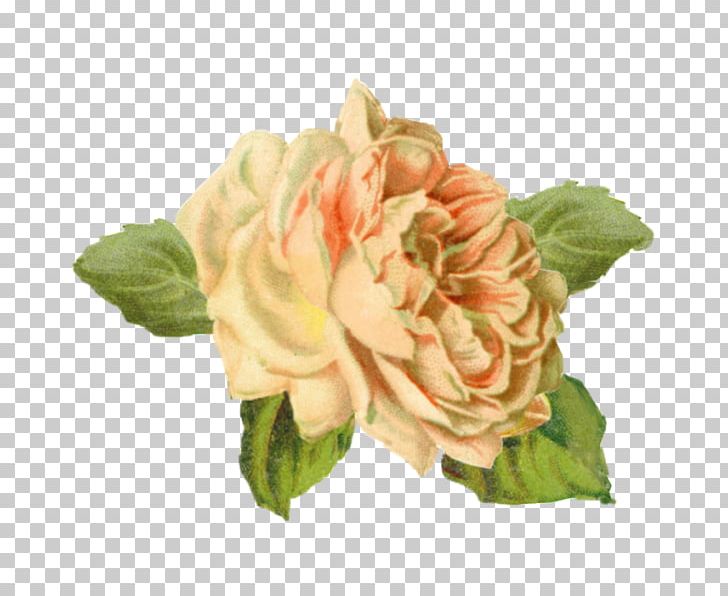 Centifolia Roses Flower Still Life Tattoo PNG, Clipart, Art, Artificial Flower, Centifolia Roses, Cut Flowers, Drawing Free PNG Download
