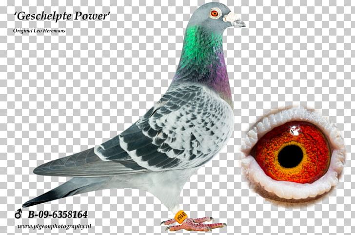 Columbidae Rock Dove Pigeon Racing Tippler JEDDS Bird Supplies PNG, Clipart, Beak, Belgium, Bird, Columbidae, Fauna Free PNG Download