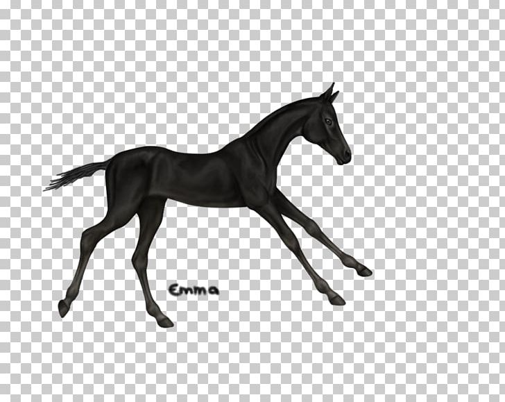 YouTube Foal Mare Stallion Mustang PNG, Clipart, Animal Figure, Anushka Sharma, Black And White, Bridle, Colt Free PNG Download