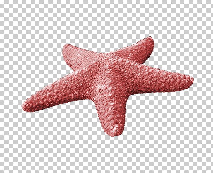 Starfish Callopatiria Granifera PNG, Clipart, Animals, Callopatiria Granifera, Download, Echinoderm, Euclidean Vector Free PNG Download