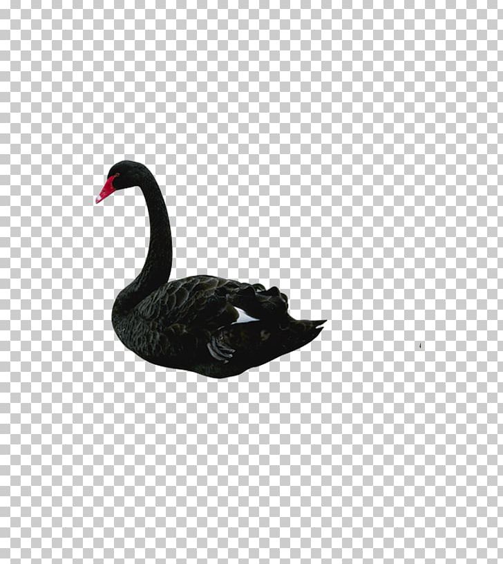 The Black Swan: The Impact Of The Highly Improbable Bird Black Swan Theory PNG, Clipart, Animal, Animals, Background Black, Beak, Biological Free PNG Download
