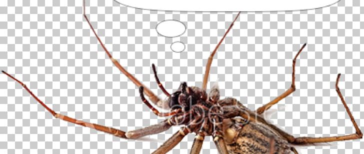 Wolf Spider Stock Photography PNG, Clipart, Arachnid, Arthropod, Fineart Photography, Insect, Invertebrate Free PNG Download