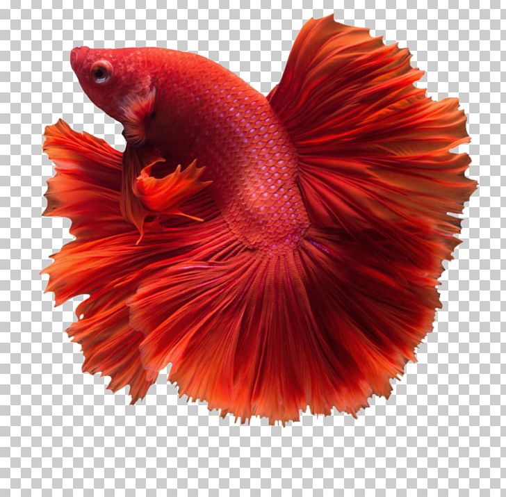 Siamese Fighting Fish Siamese Cat Veiltail Butterfly Koi PNG, Clipart, Animals, Betta, Betta Fish, Bowl, Breed Free PNG Download