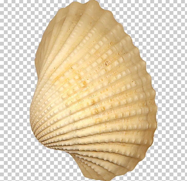 Cockle Seashell Conchology PNG, Clipart, Clam, Clams Oysters Mussels And Scallops, Cockle, Computer Icons, Conch Free PNG Download