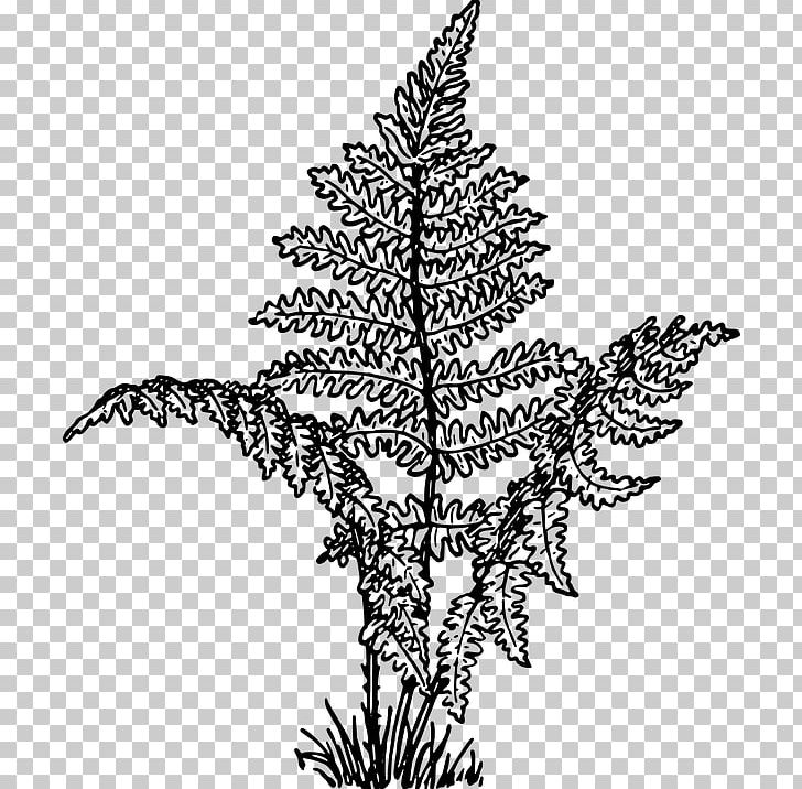 Fern Drawing Leaf PNG, Clipart,  Free PNG Download