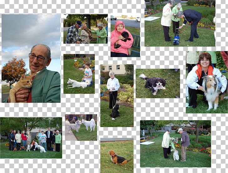 Game Lawn Mammal Competition Collage PNG, Clipart, Collage, Community, Competition, Day, Francis Of Assisi Free PNG Download