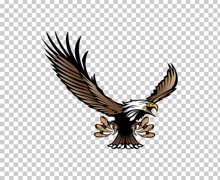 School PNG, Clipart, Accipitriformes, Bald, Bald Eagle, Beak, Bird Free PNG Download