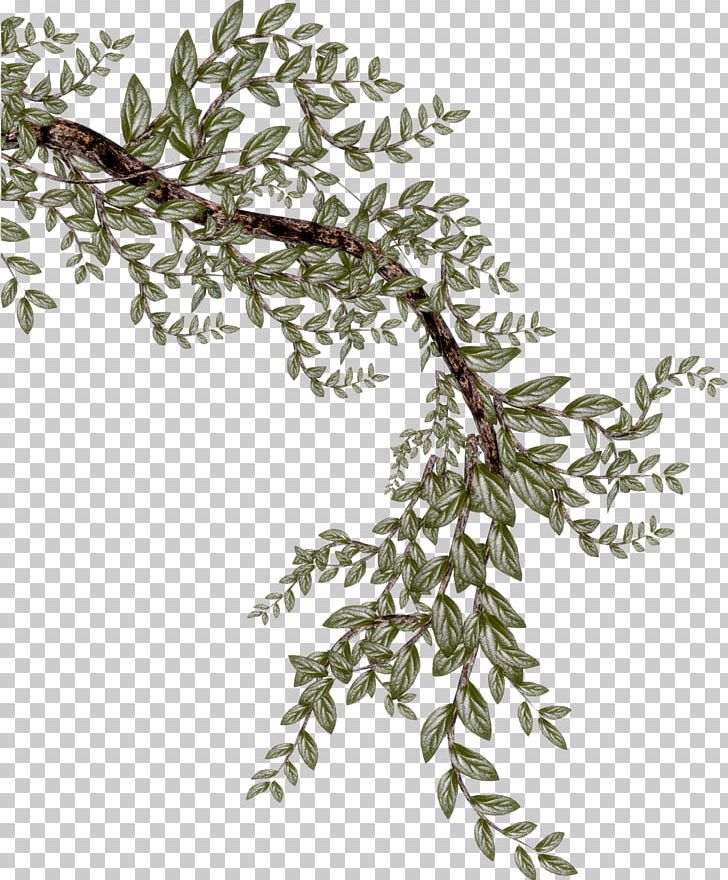 Twig Branch PNG, Clipart, Advertising, Branch, Branches, Coreldraw, Download Free PNG Download