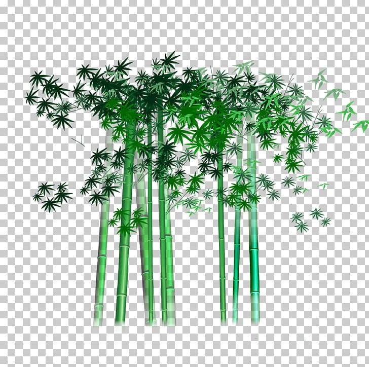 Bambusa Multiplex Bamboo Bamboe PNG, Clipart, Asparagus, Asparagus Setaceus, Bamboe, Bamboo, Bamboo Border Free PNG Download