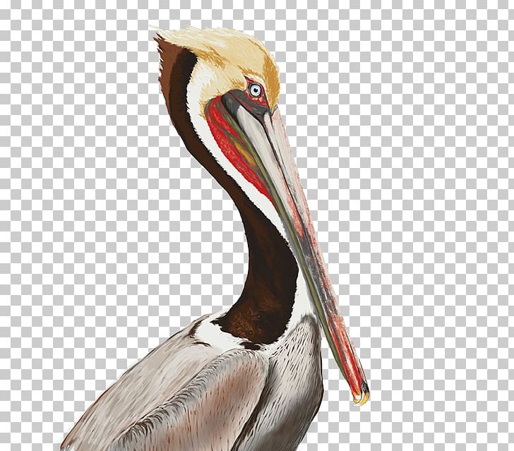 Monterey State Beach Seabird Brown Pelican Beak PNG, Clipart, Animals, Beach, Beak, Behance, Biological Illustration Free PNG Download