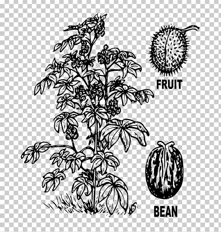 Ricinus Bean Castor Oil Drawing Plant PNG, Clipart, Bean, Black And White, Branch, Broad Bean, Castor Oil Free PNG Download