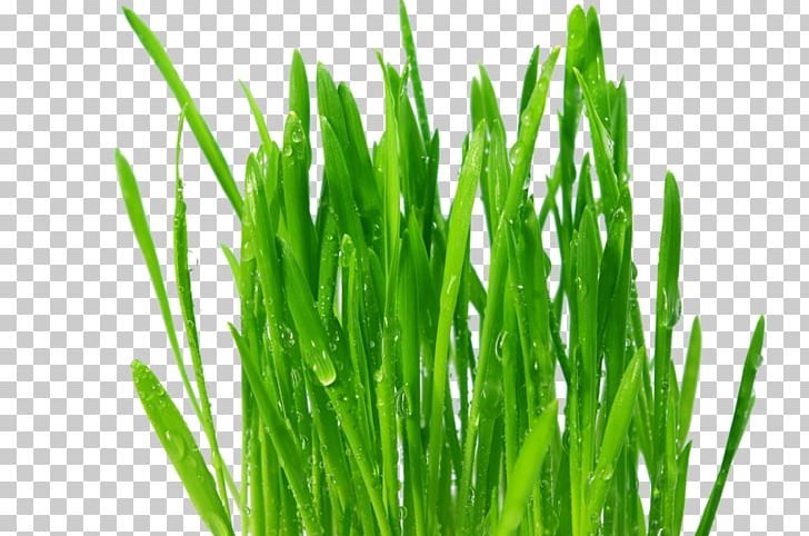 Wheatgrass Common Wheat Juice Organic Food Powder PNG, Clipart, Aquarium Decor, Barley, Commodity, Common Wheat, Extract Free PNG Download