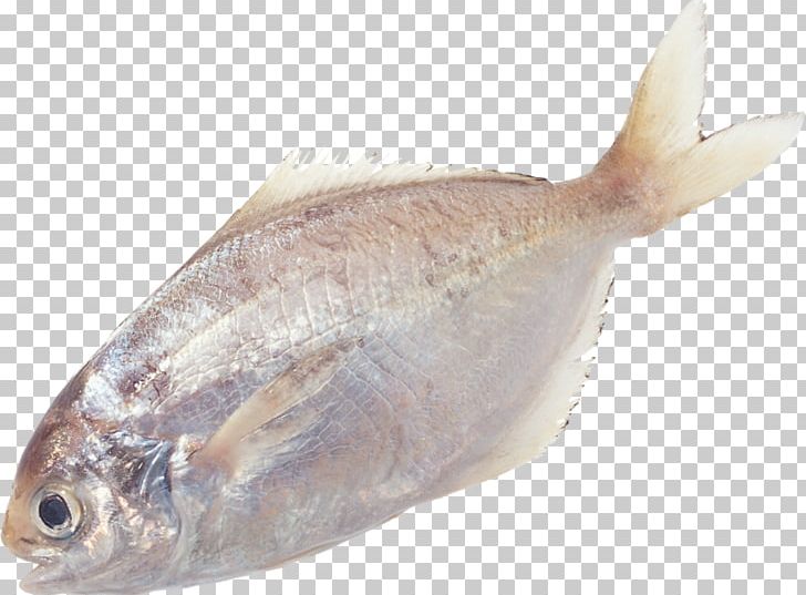 Fish PhotoScape PNG, Clipart, Animals, Animal Source Foods, Bonito, Cod, Computer Icons Free PNG Download