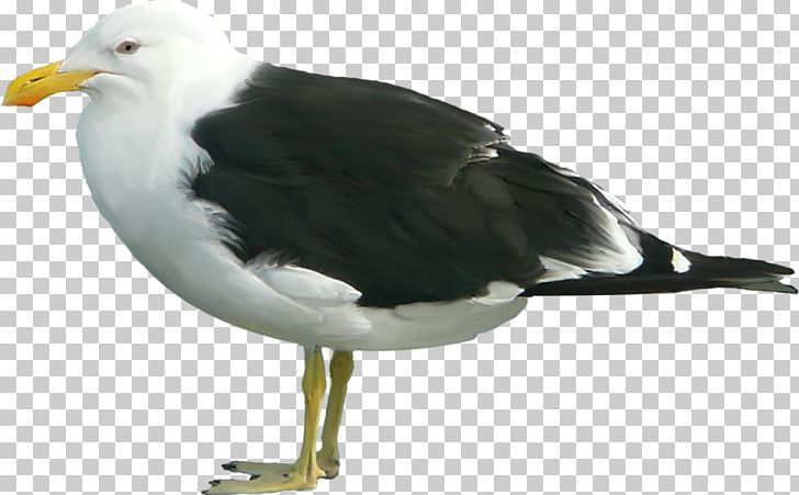 Great Black-backed Gull PNG, Clipart, Beak, Bird, Charadriiformes, Encapsulated Postscript, European Herring Gull Free PNG Download