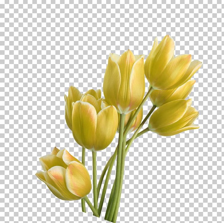 Tulip Yellow Flower PNG, Clipart, Adobe Illustrator, Color Printing, Cut Flowers, Download, Fiber Free PNG Download