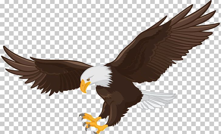 White-tailed Eagle Bald Eagle PNG, Clipart, Accipitriformes, Animals, Bald Eagle, Beak, Bird Free PNG Download