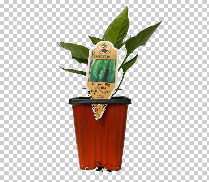 Flowerpot Plant PNG, Clipart, Cucumber Pickle, Flowerpot, Plant Free PNG Download