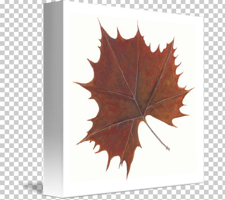 Maple Leaf PNG, Clipart, Brown Leaf, Leaf, Maple, Maple Leaf, Plant Free PNG Download