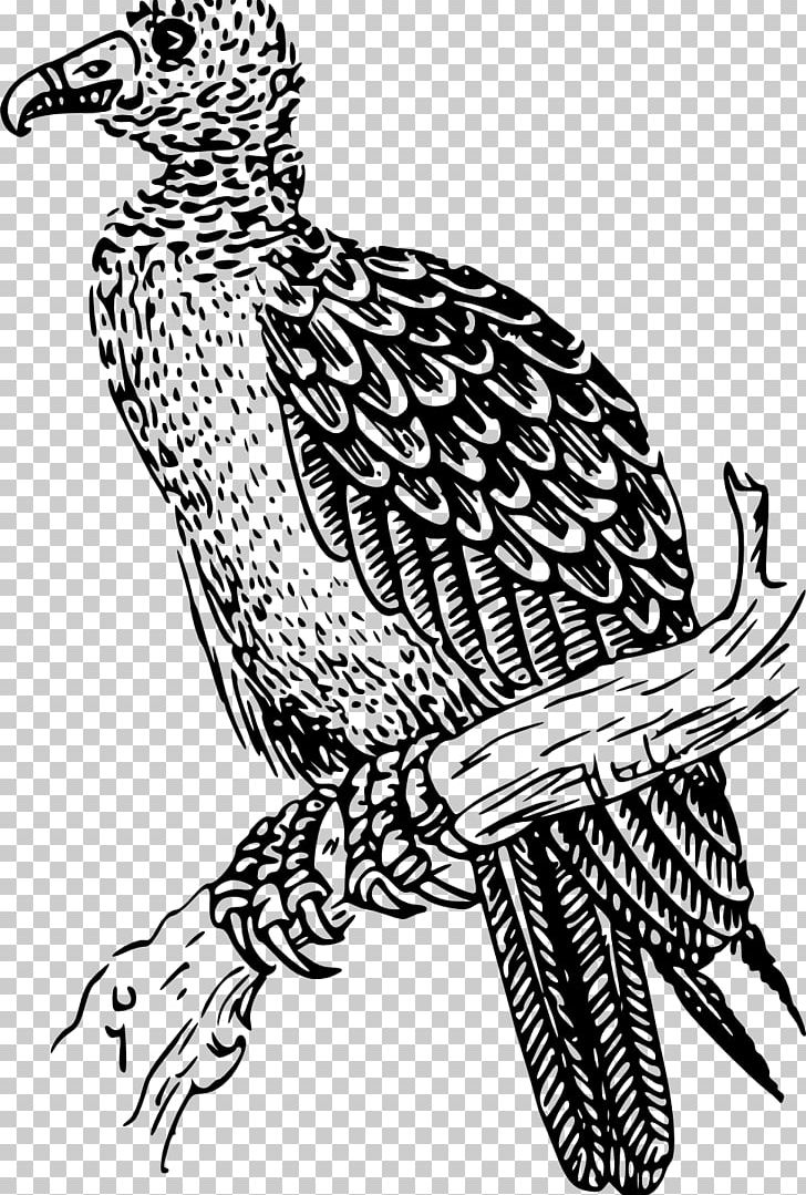 Turkey Vulture Buzzard Drawing PNG, Clipart, Art, Beak, Bird, Bird Of Prey, Black And White Free PNG Download