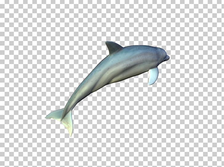 Common Bottlenose Dolphin Short-beaked Common Dolphin Tucuxi Rough-toothed Dolphin Wholphin PNG, Clipart, Beak, Biology, Bottlenose Dolphin, Fauna, Longbeaked Common Dolphin Free PNG Download