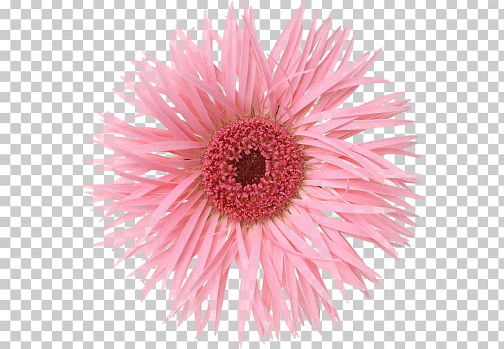 Cut Flowers Photography Common Daisy Transvaal Daisy PNG, Clipart, Aster, Chrysanthemum, Chrysanths, Common Daisy, Cut Flowers Free PNG Download