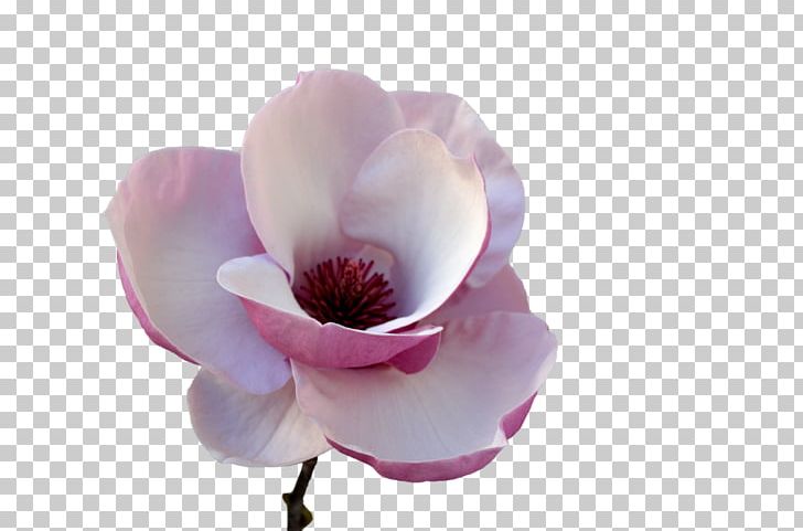 Flower Tulip Petal Plant Stem PNG, Clipart, Art, Blossom, Deviantart, Flower, Flowering Plant Free PNG Download