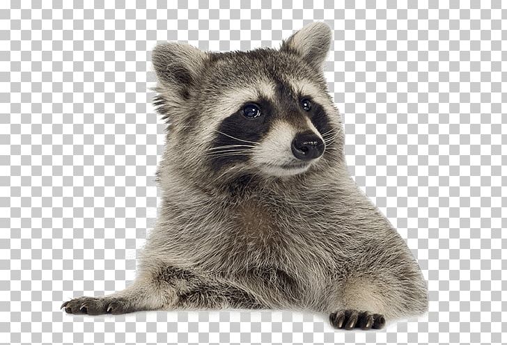 Raccoon PNG, Clipart, Animal, Animals, Biology, Carnivoran, Chart Free PNG Download