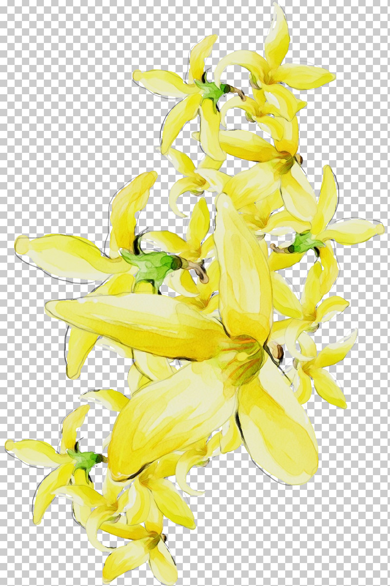 Flower Yellow Cut Flowers Plant Ylang-ylang PNG, Clipart, Cut Flowers, Dendrobium, Drawing Flower, Floral Drawing, Flower Free PNG Download