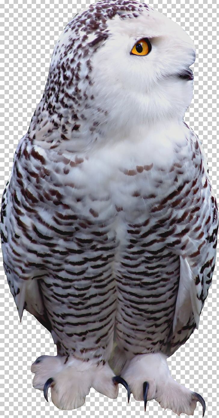 Little Owl Bird Of Prey PNG, Clipart, Animal, Animals, Beak, Bird, Bird Of Prey Free PNG Download