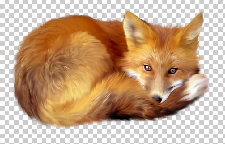 Red Fox PNG, Clipart, Animal, Animals, Art, Canidae, Carnivoran Free PNG Download
