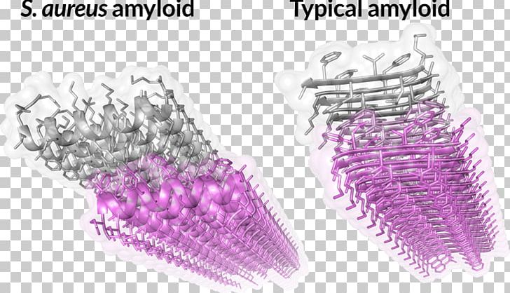 Technion – Israel Institute Of Technology Amyloid Fibril Bacteria Staphylococcus Aureus PNG, Clipart, Alpha Helix, Amyloid, Aureus, Bacteria, Beta Sheet Free PNG Download