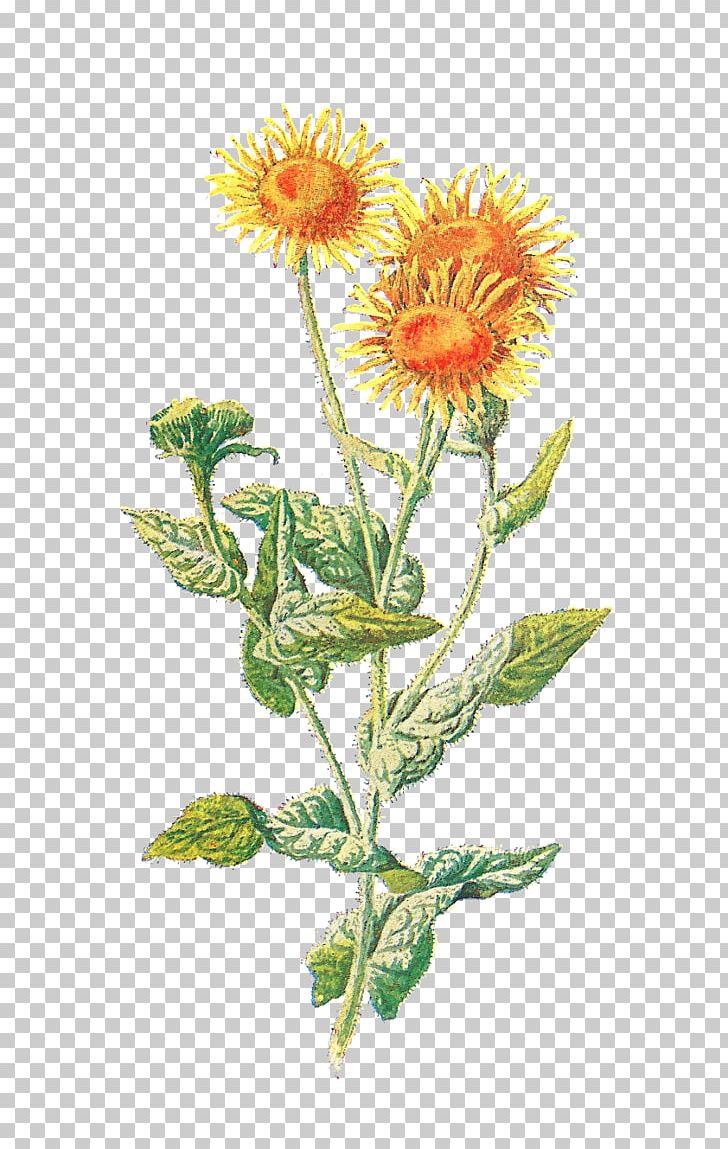 Familiar Wild Flowers Botany Vintage Clothing PNG, Clipart, Annual Plant, Botanical Illustration, Chrysanths, Daisy Family, Familiar Wild Flowers Free PNG Download