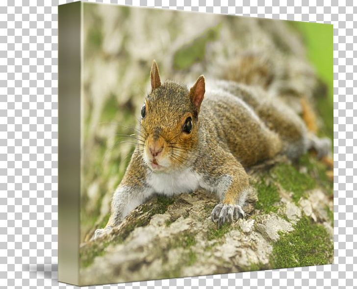 Fox Squirrel Chipmunk 02021 Whiskers PNG, Clipart, 02021, Chipmunk, Eastern Gray Squirrel, Fauna, Fox Squirrel Free PNG Download