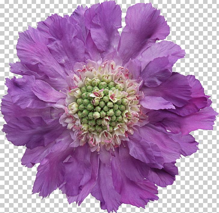 Portable Network Graphics Flower Stock Photography PNG, Clipart, Annual Plant, Aster, Blume, Chrysanths, Cut Flowers Free PNG Download