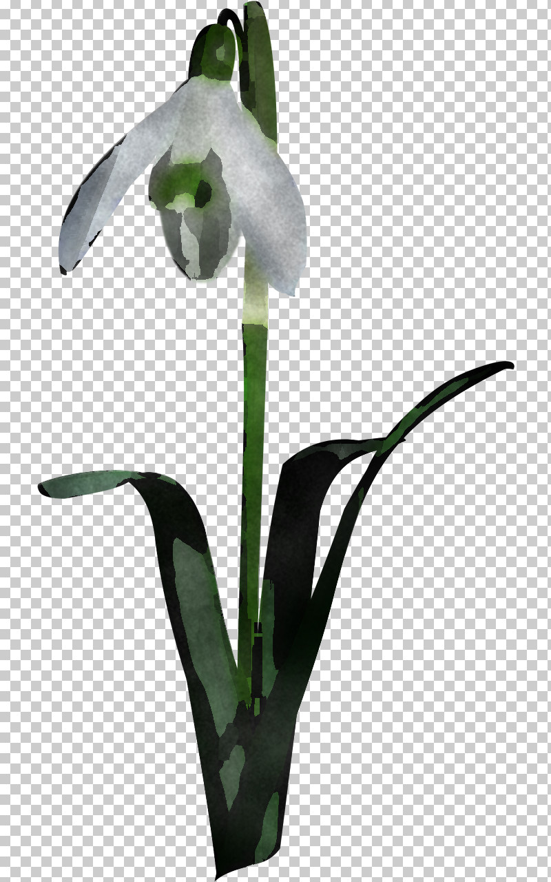 Flower Plant Snowdrop Galanthus Arum Family PNG, Clipart, Alismatales, Amaryllis Family, Anthurium, Arum Family, Dendrobium Free PNG Download