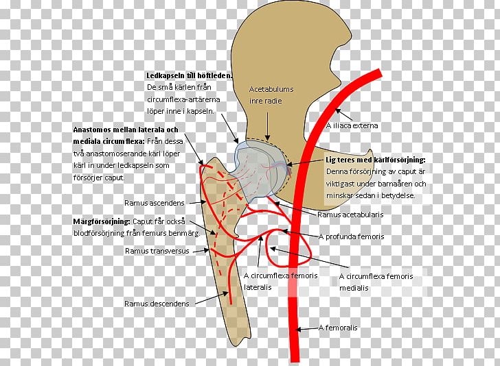 Bone Fracture Hip Fracture Pertrochantäre Femurfraktur Superior Pubic Ramus Femoral Fracture PNG, Clipart, Angle, Area, Bone Fracture, Diagram, Ear Free PNG Download