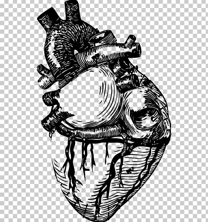 Heart Line Art Anatomy PNG, Clipart, Aorta, Art, Black And White, Cardiac Muscle Cell, Drawing Free PNG Download