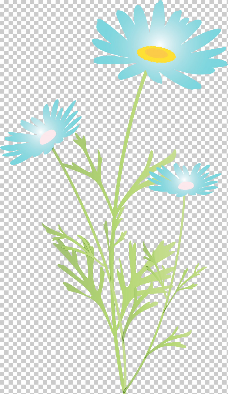 Daisy PNG, Clipart, Camomile, Chamomile, Daisy, Daisy Family, Flower Free PNG Download
